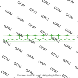 Plant epidermis