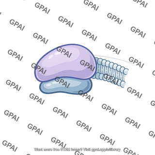Bound ribosome