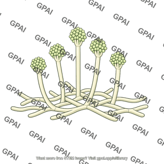 Fungus pathogenic