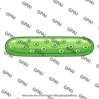 Coenocytic algal cell