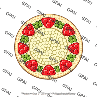 Monocot root vascular ring