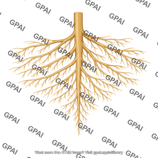 Root system branching