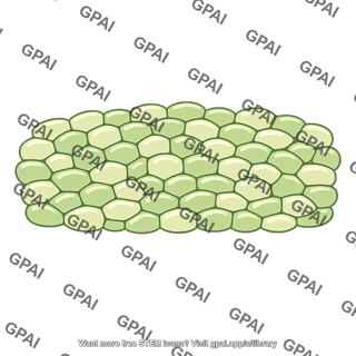 Ground meristem