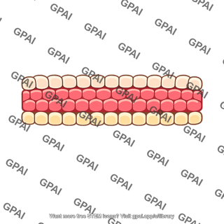 Teeth and gums