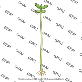 Seedling shade avoidance