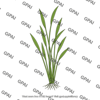 Rooted aquatic plant