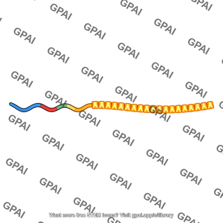 Poly a tail