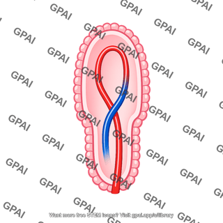 Capillary chorionic villus