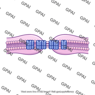 Electrical synapse