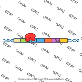 Trp operon with repressor