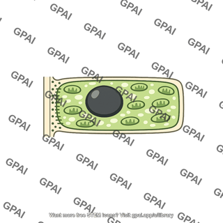 Companion cell