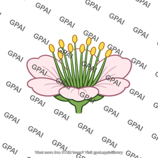 Male flower