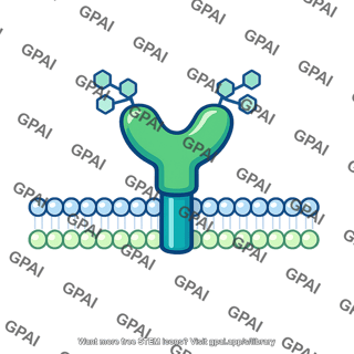 Cell surface protein