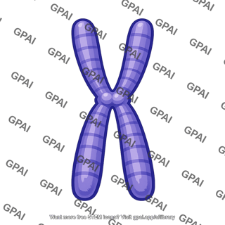 Chromosome metaphase