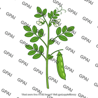 Legume plant