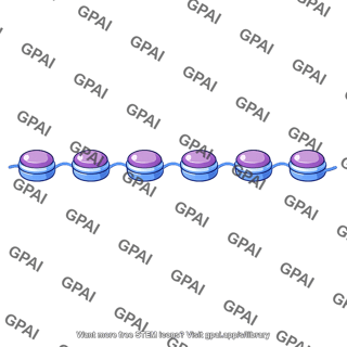 Chromatin 10 nm fiber