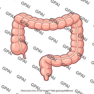 Colon