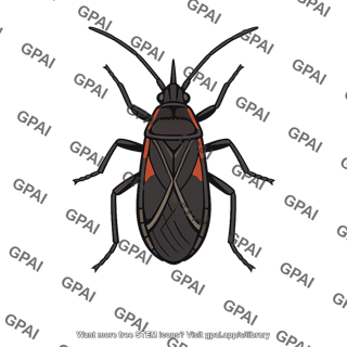 Soapberry bug