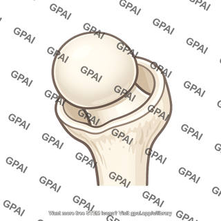 Ball and socket joint