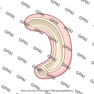 Digestive tract primitive