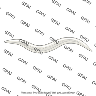 Caenorhabditis elegans adult