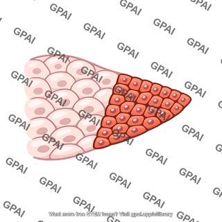 Zone of polarizing activity