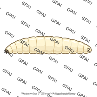 Drosophila larva