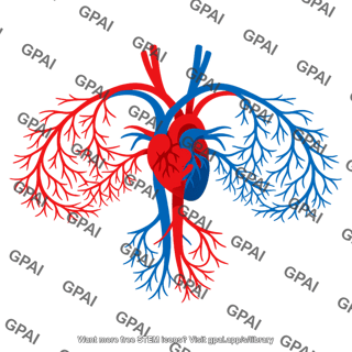 Circulatory system