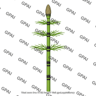 Equisetum
