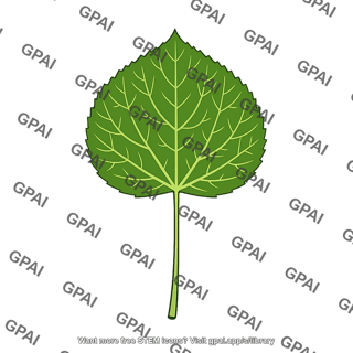Aspen leaf