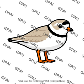 Piping plover adult
