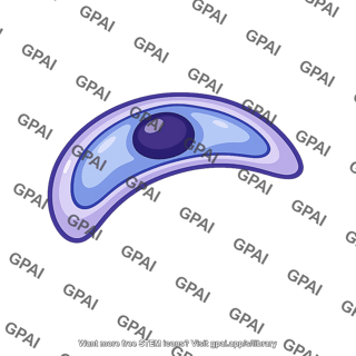 Malaria parasite crescent form