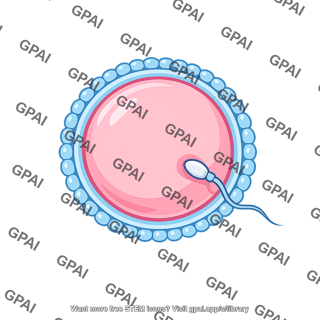 Sperm entering egg