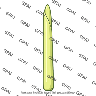Maize coleoptile