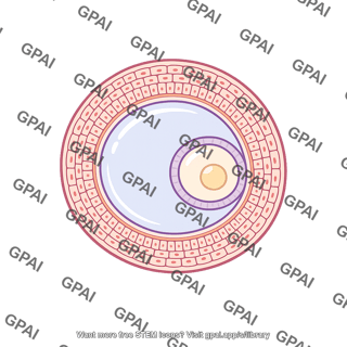 Ovarian follicle