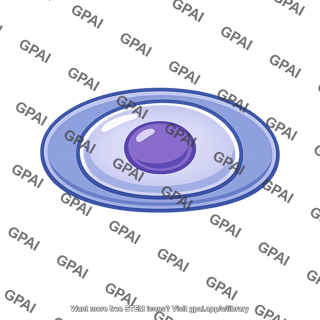 Chondrocyte