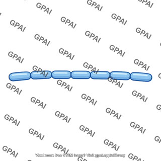 Bacillus chain