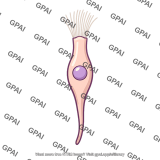 Ciliated receptor cell