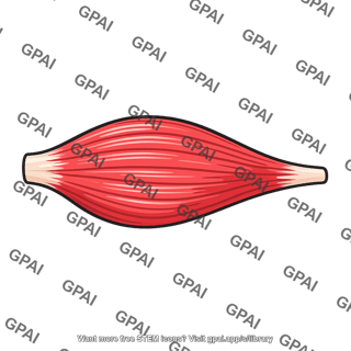 Red muscle