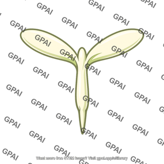 Castor bean embryo