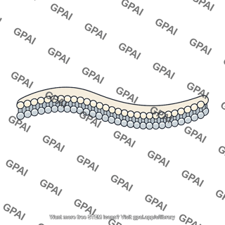 Phospholipid bilayer