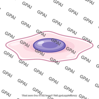 Epithelial cell flattened