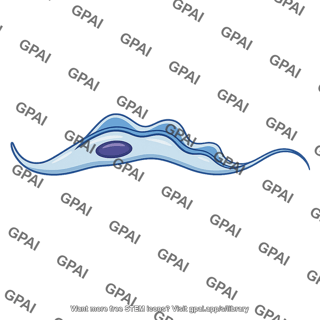Trypanosoma brucei