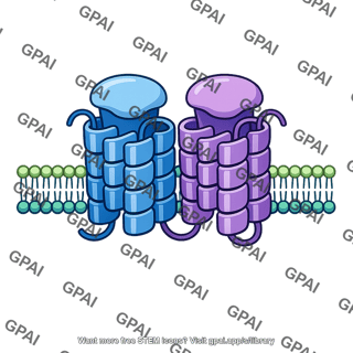 Sweet receptor