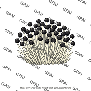 Black bread mold