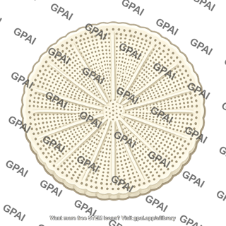 Diatom wall fossilized
