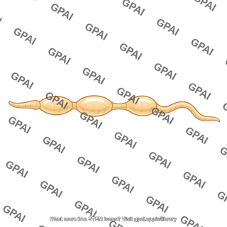 Termite gut