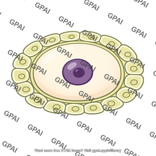 Megasporocyte