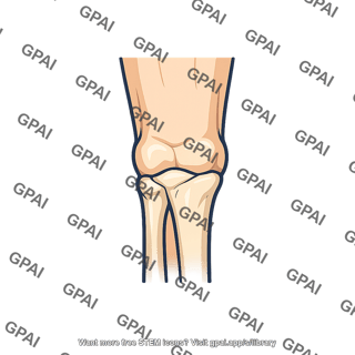 Human knee joint