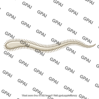 Flagellum hairy